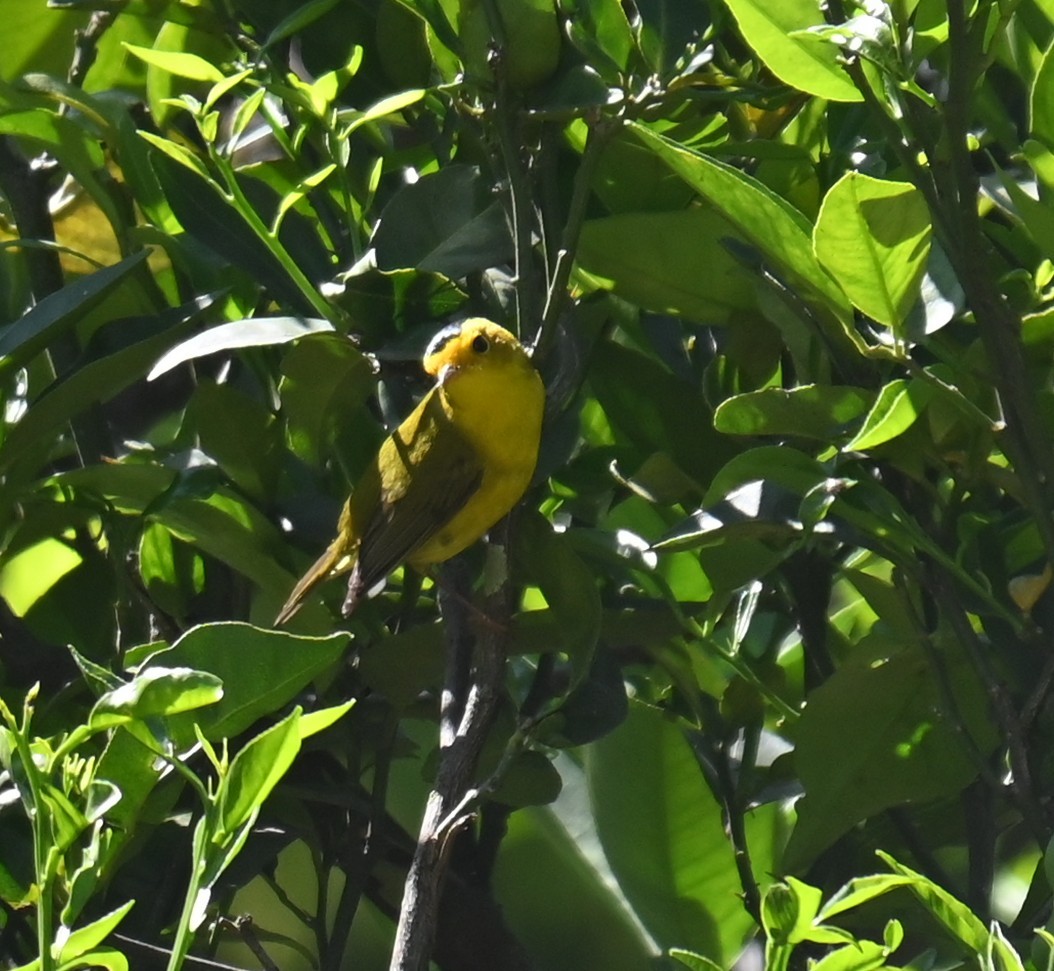 Wilson's Warbler - ML615120604