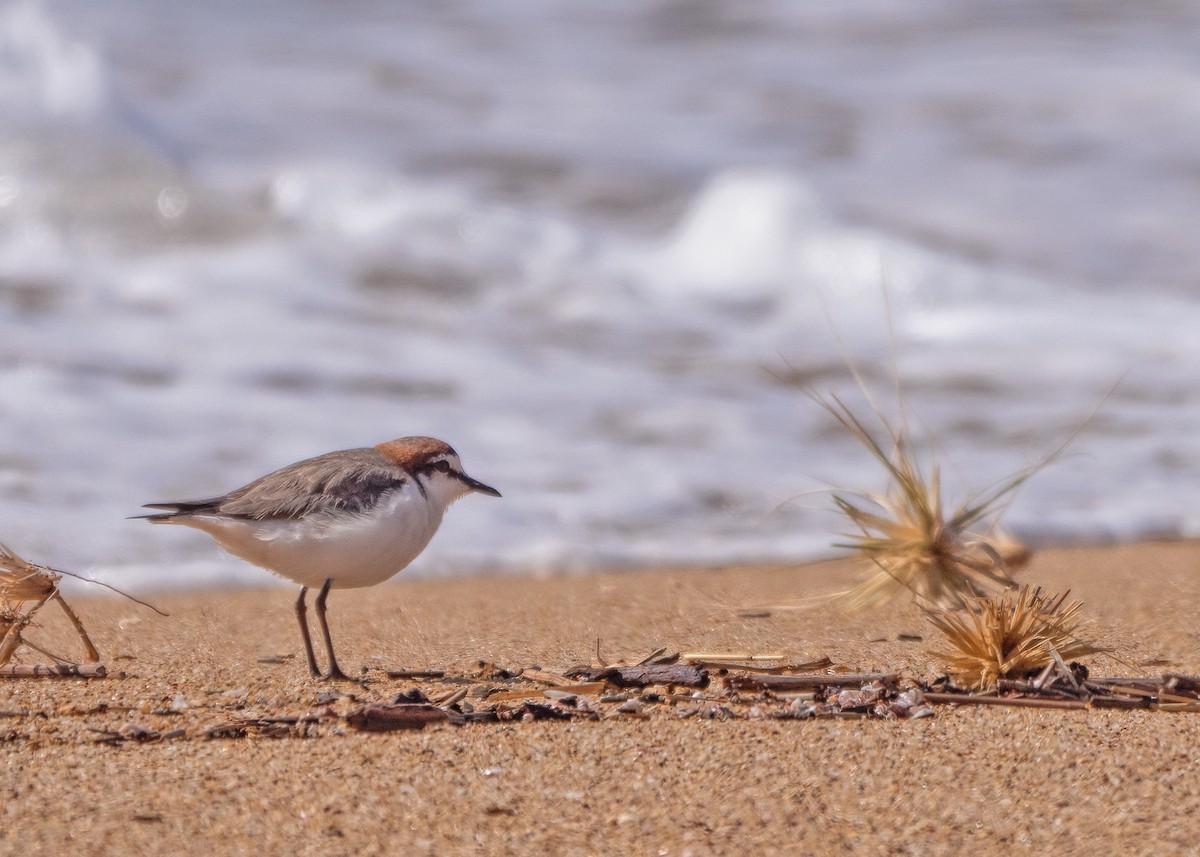 Red-capped Plover - ML615120654