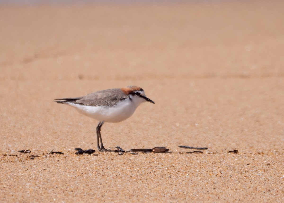 Red-capped Plover - ML615120655