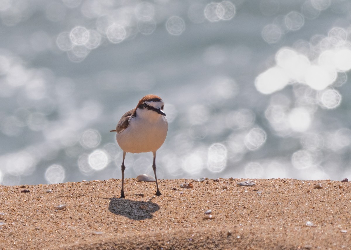 Red-capped Plover - ML615120656