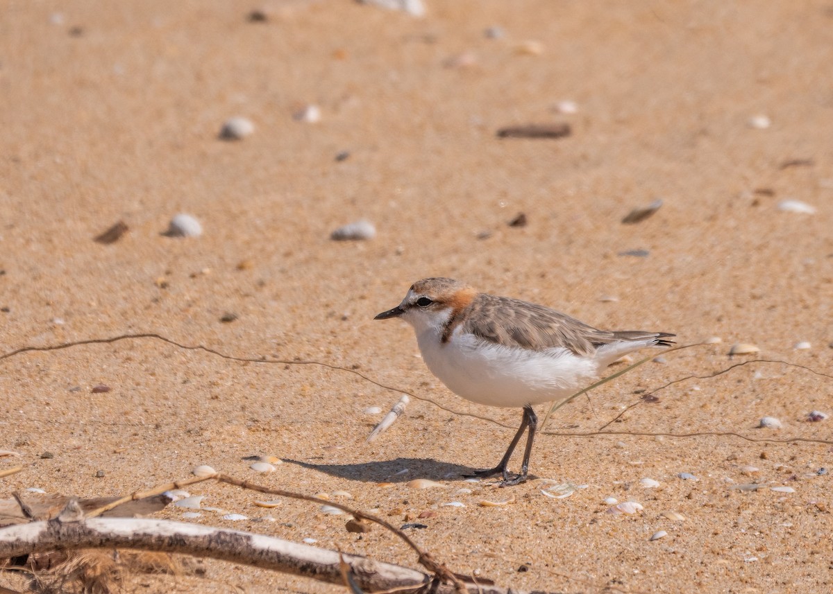 Red-capped Plover - ML615120658