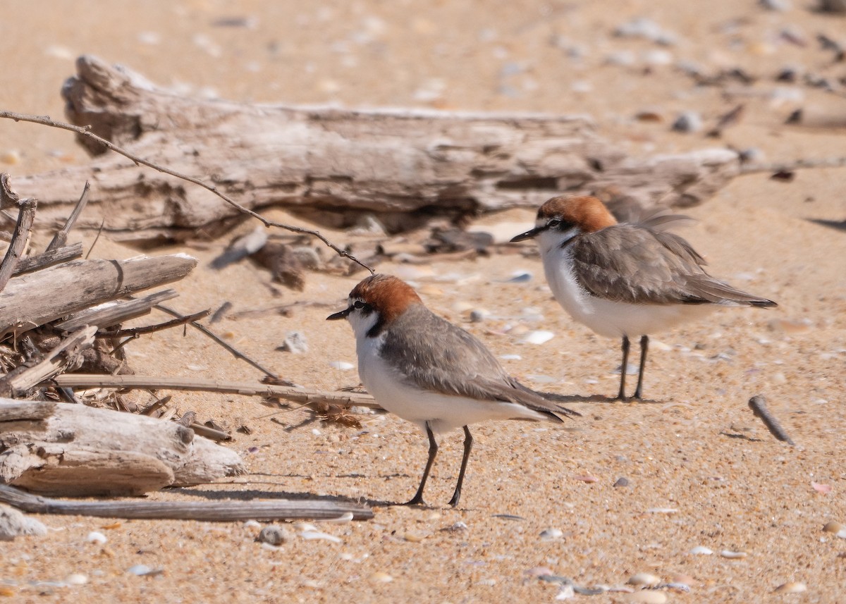 Red-capped Plover - ML615120659