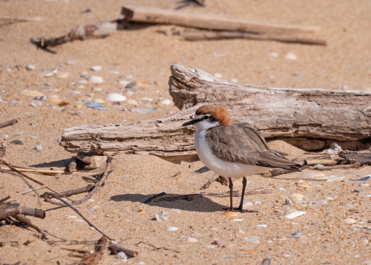 Red-capped Plover - ML615120660