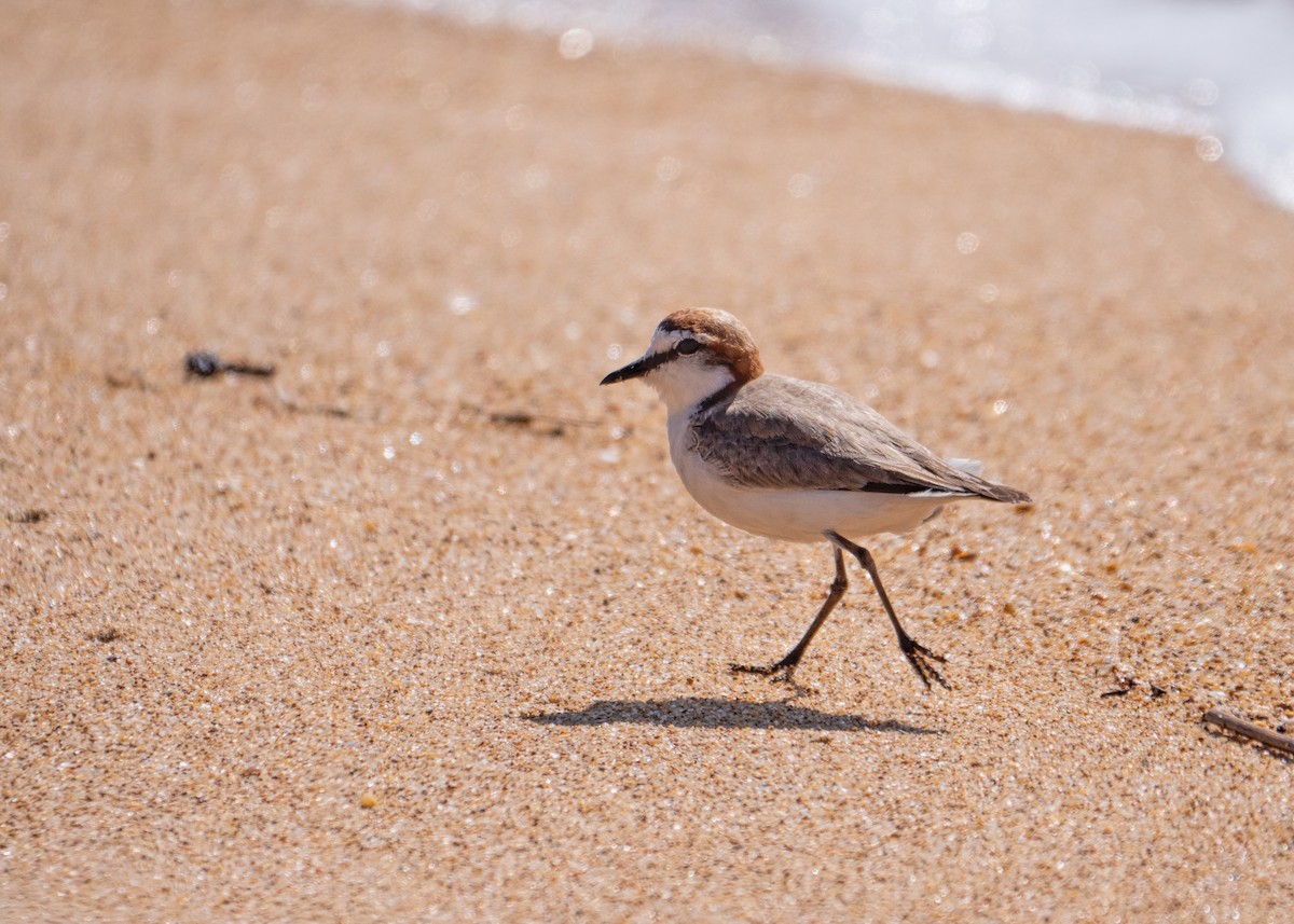 Red-capped Plover - ML615120661