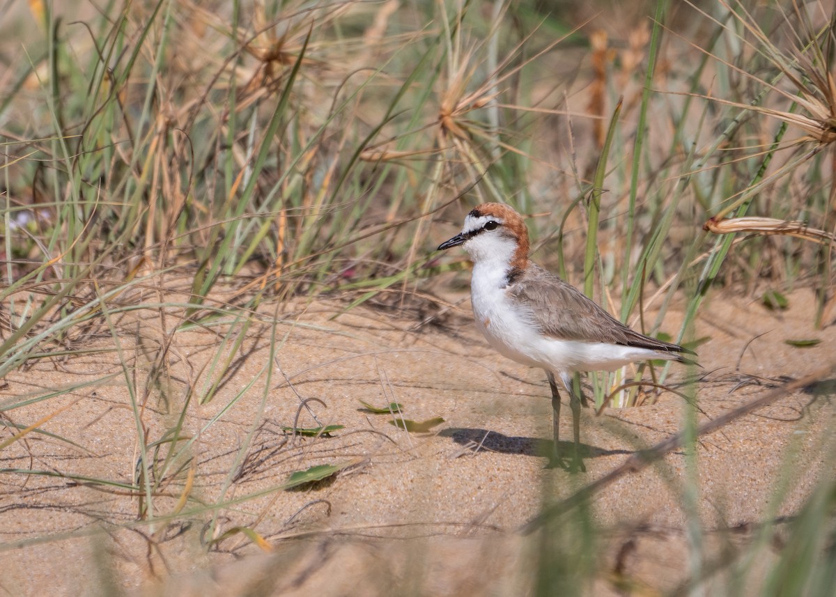 Red-capped Plover - ML615120662