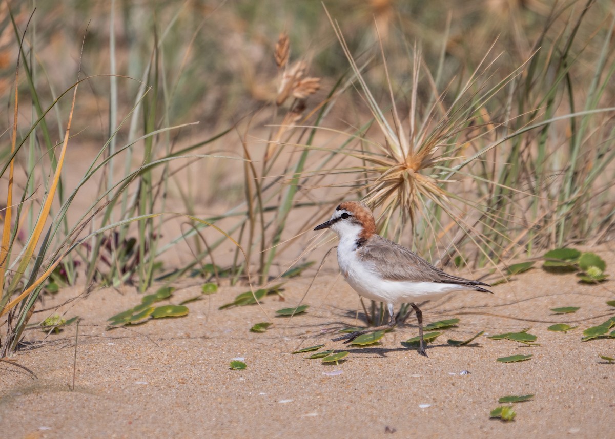 Red-capped Plover - ML615120663