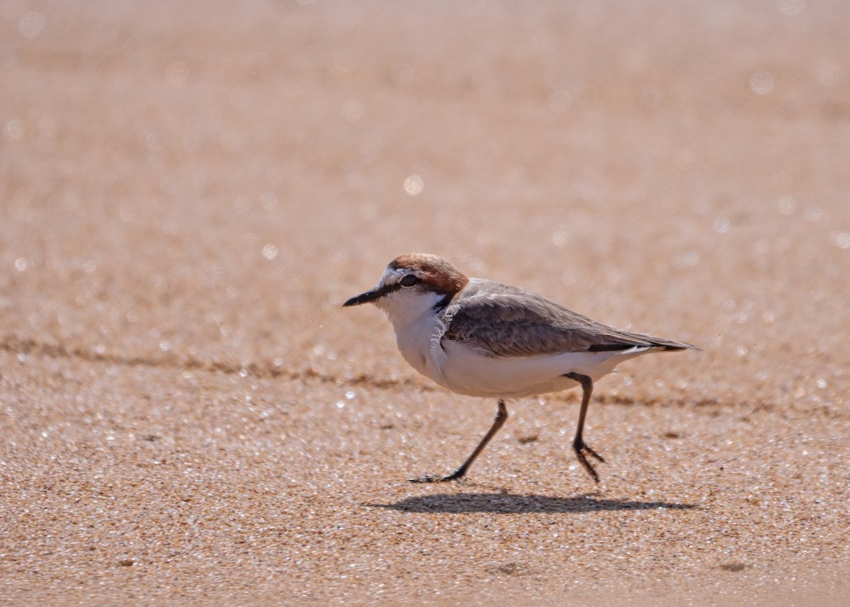 Red-capped Plover - ML615120665