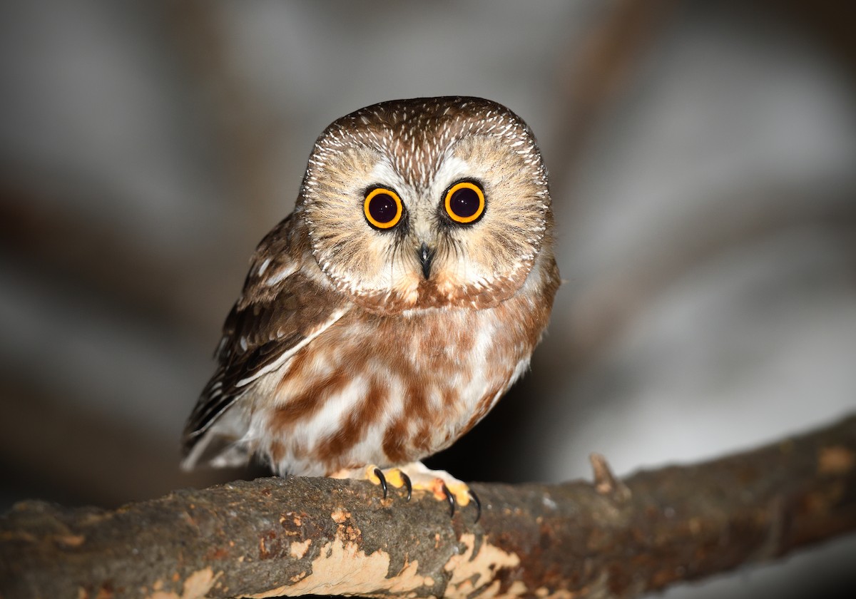 Northern Saw-whet Owl - Timothy Piranian