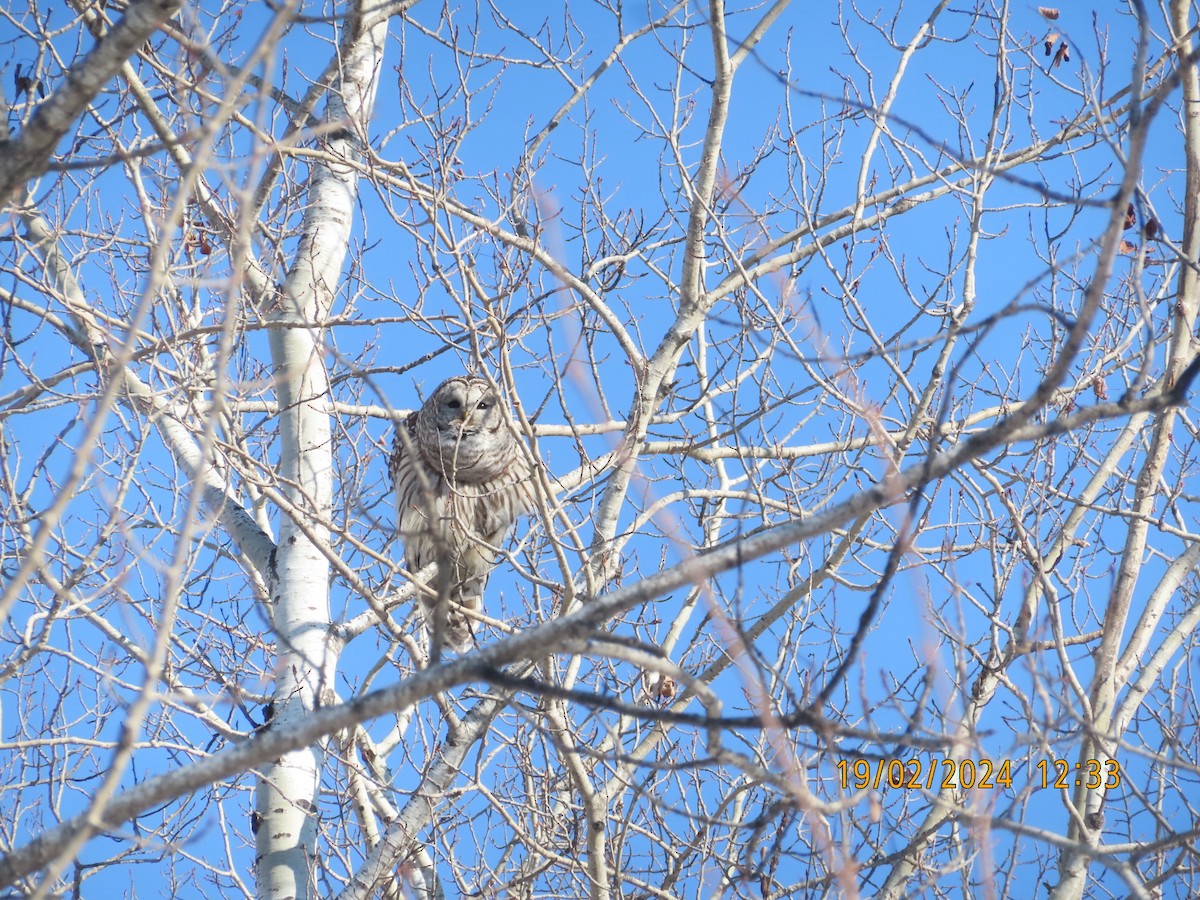 Barred Owl - Dan Zazelenchuk