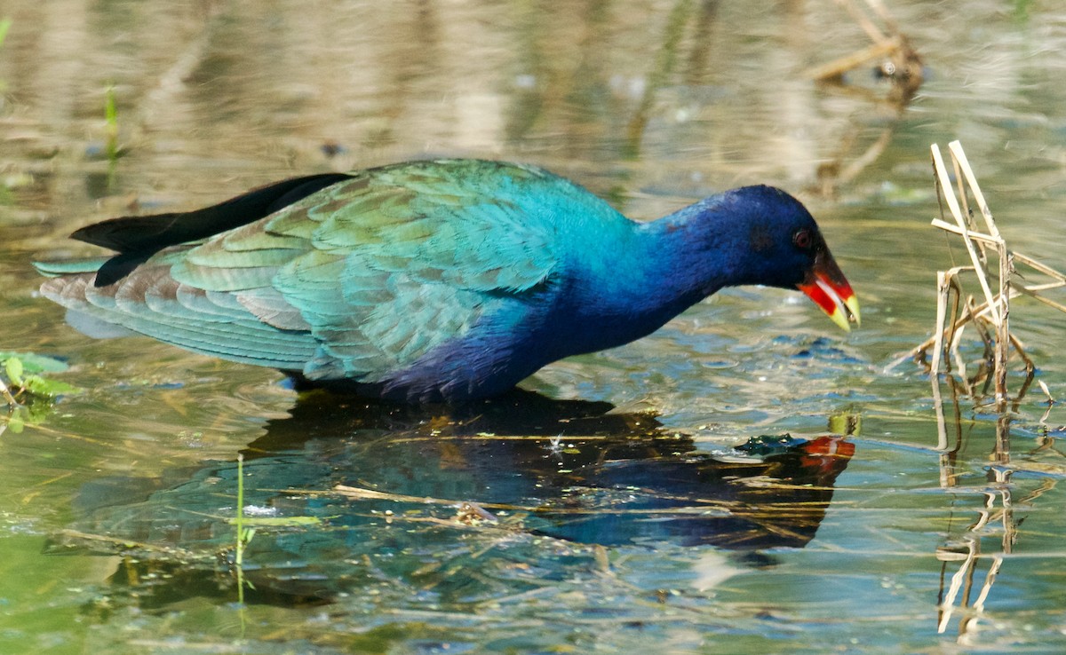 Purple Gallinule - ML615120697