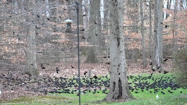 Common Grackle - ML615120738