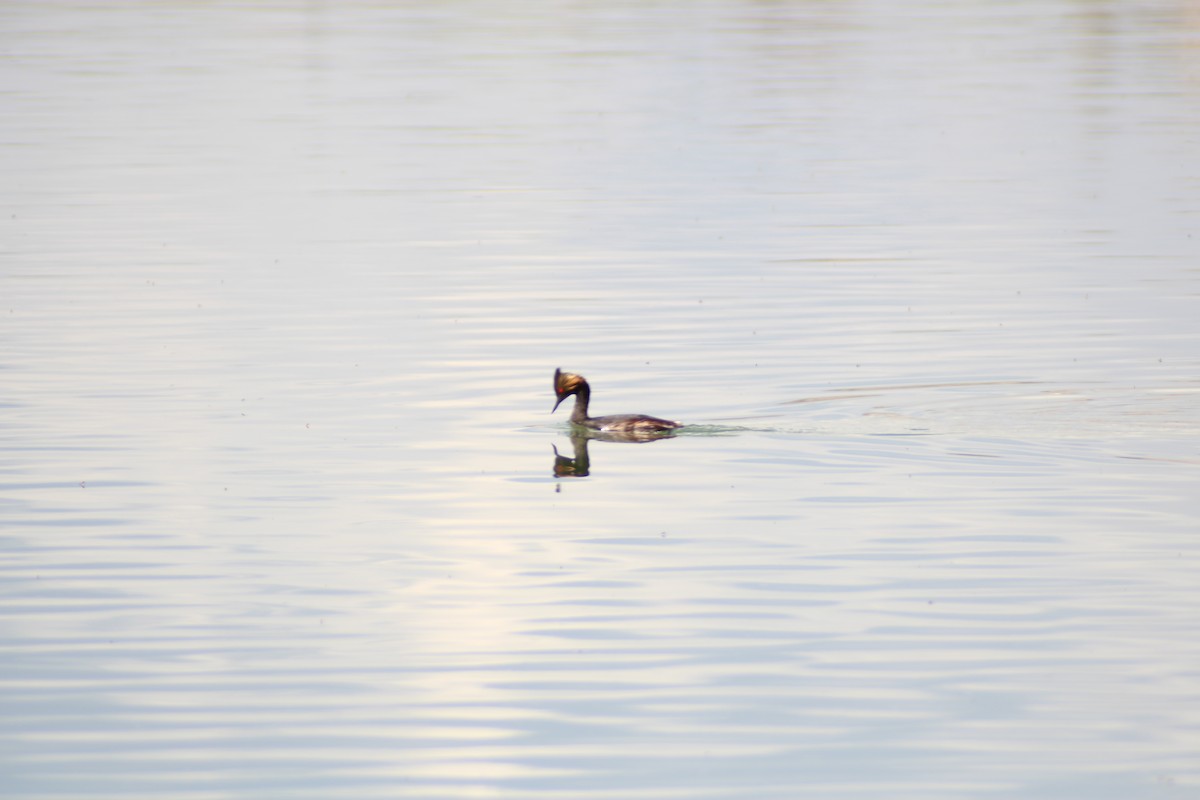 Eared Grebe - Kyle Marchant