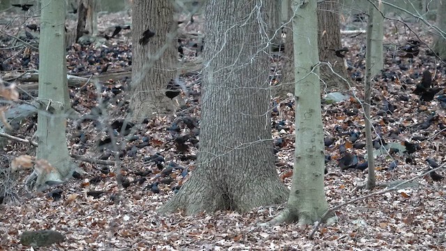 Common Grackle - ML615120754