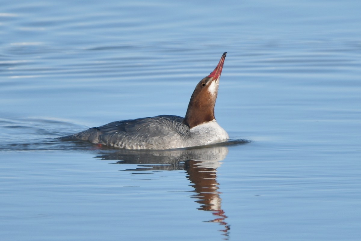 Common Merganser - ML615120773