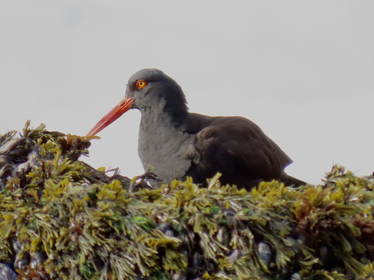 Black Oystercatcher - ML615120806