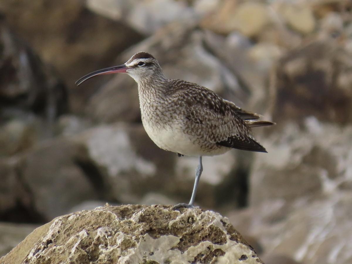 Whimbrel - ML615120811