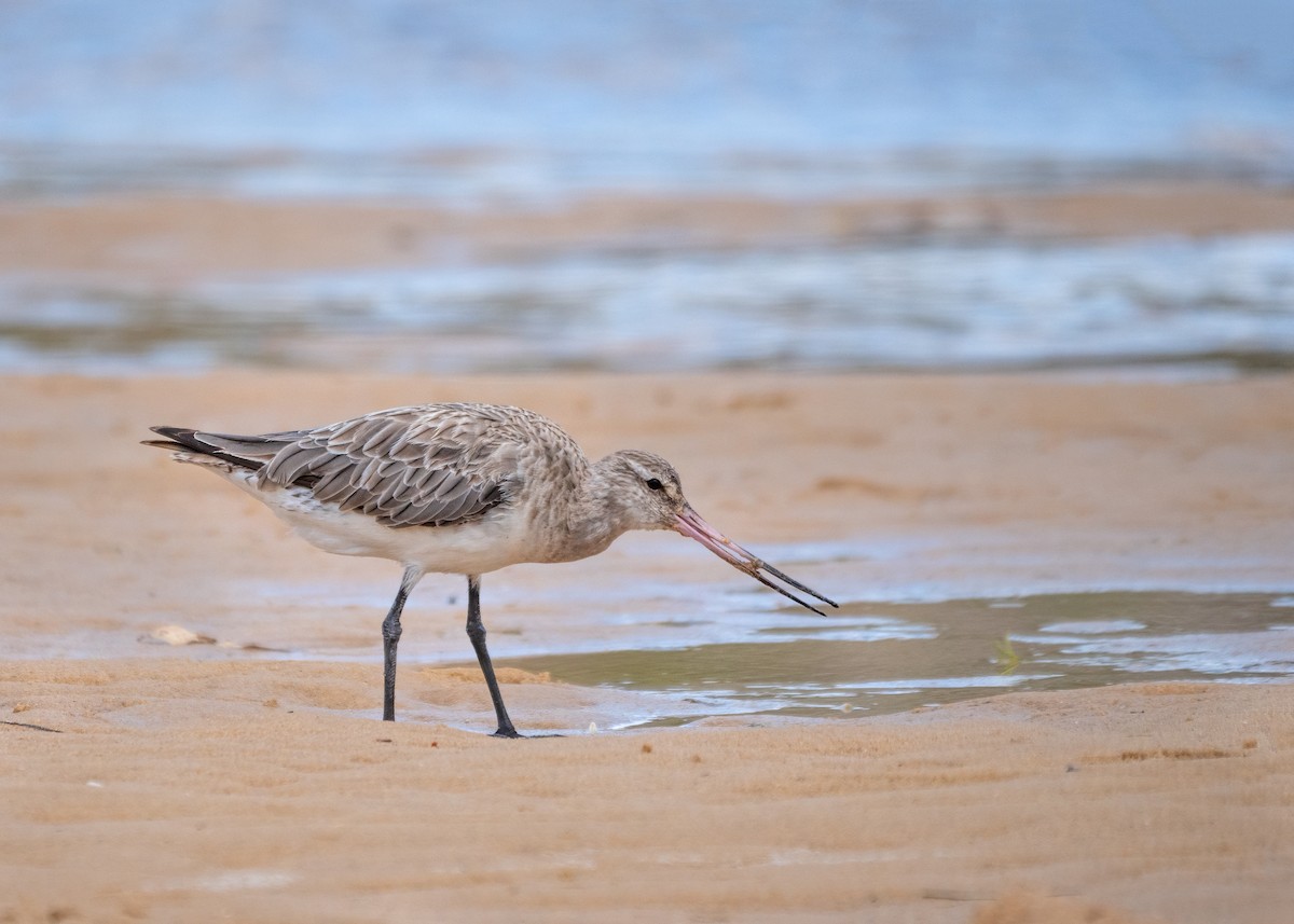 Bar-tailed Godwit - ML615120813