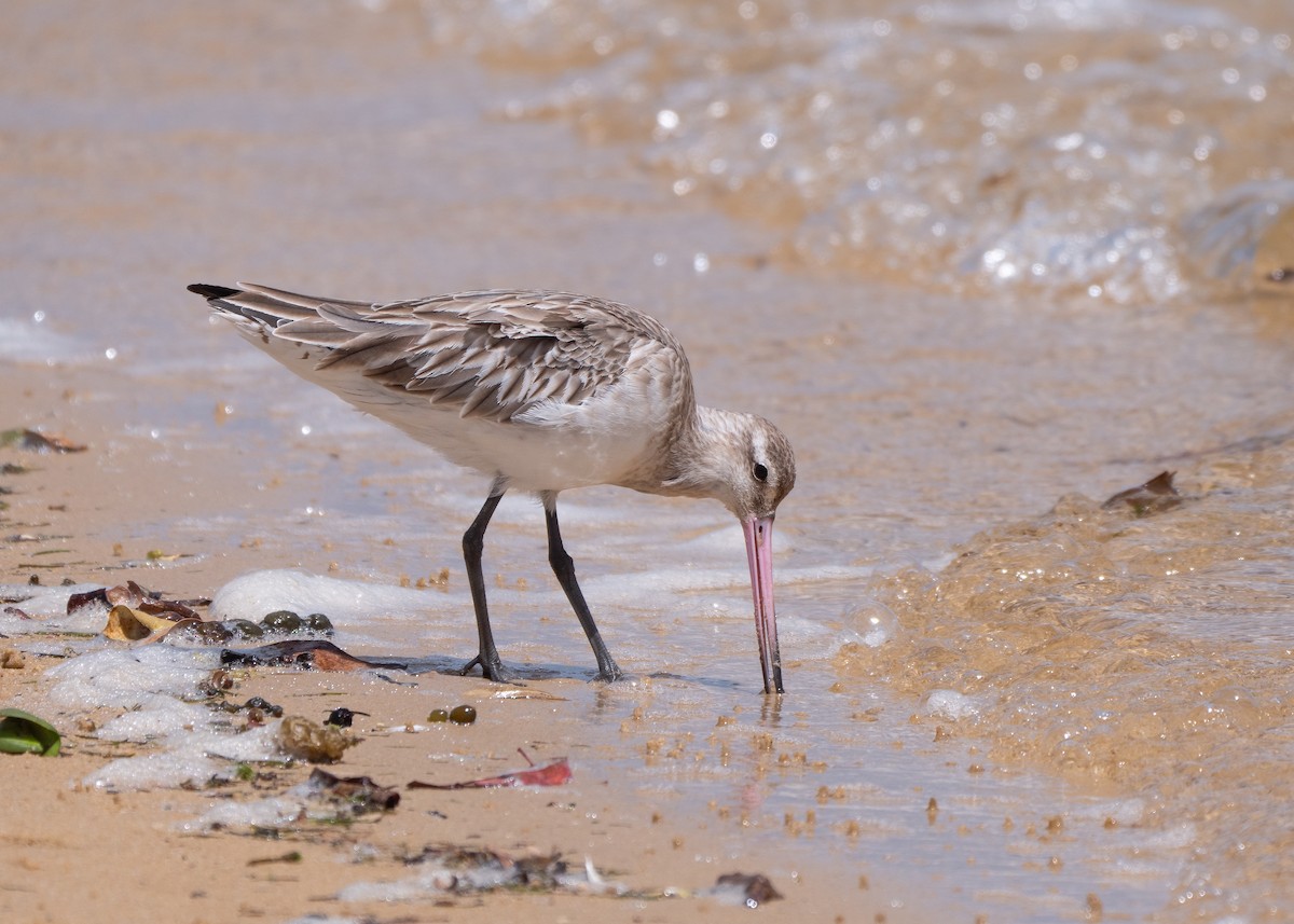 Bar-tailed Godwit - ML615120815