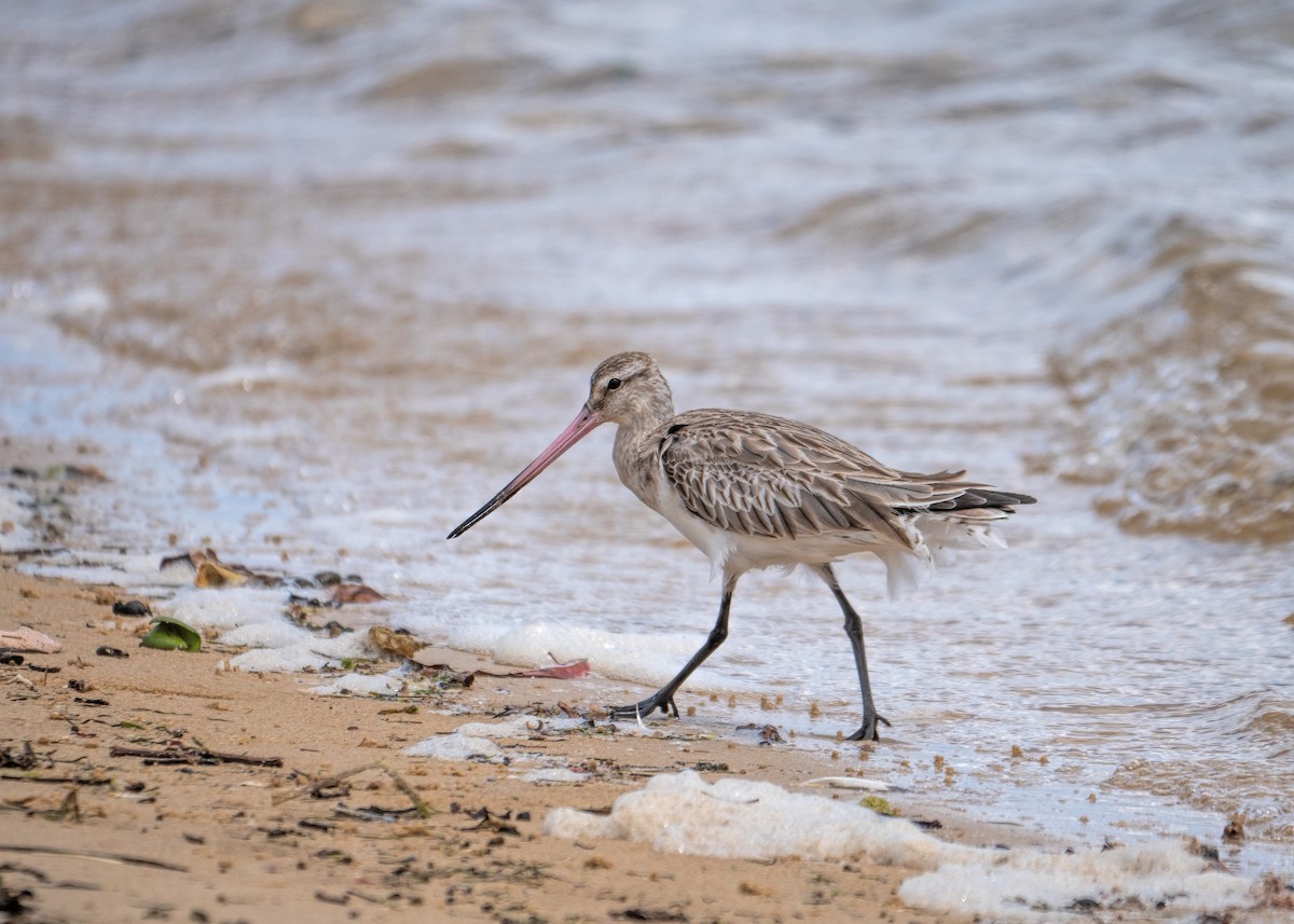 Bar-tailed Godwit - ML615120816