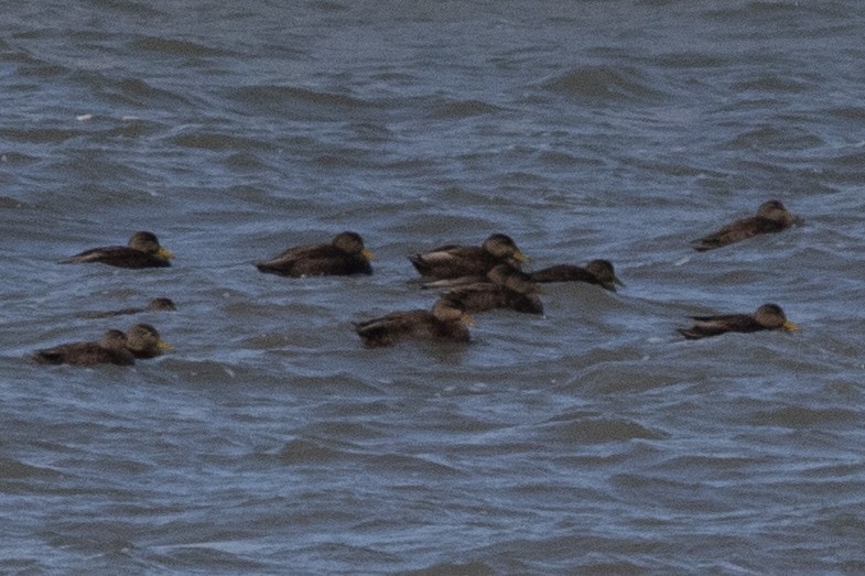 American Black Duck - ML615120841