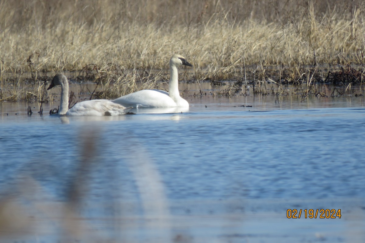 Tundra Swan - ML615120905