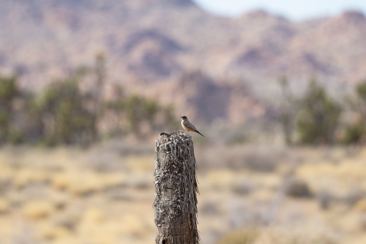 Say's Phoebe - ML615120910