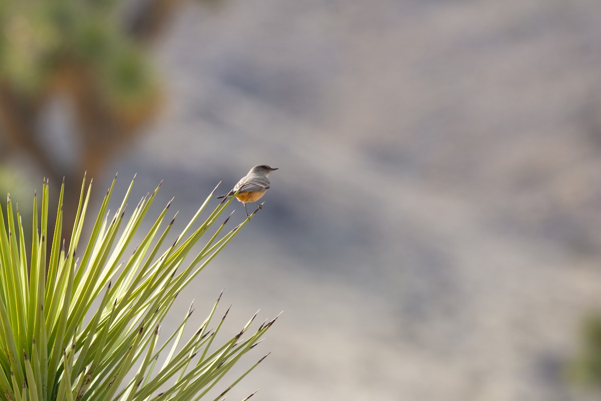 Say's Phoebe - ML615120911