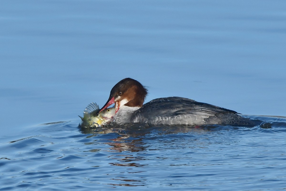 Common Merganser - ML615120926