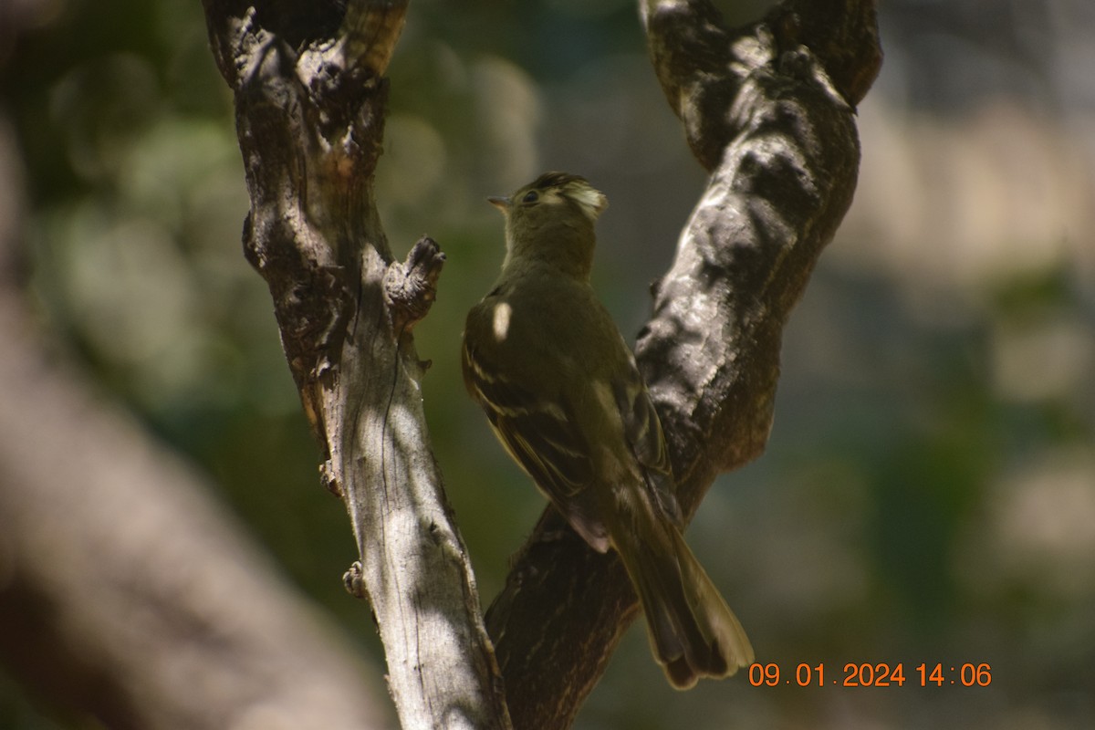 White-crested Elaenia - ML615120956