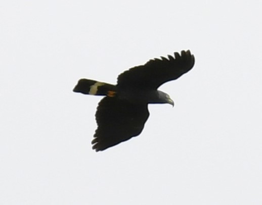 Hook-billed Kite - ML615120989