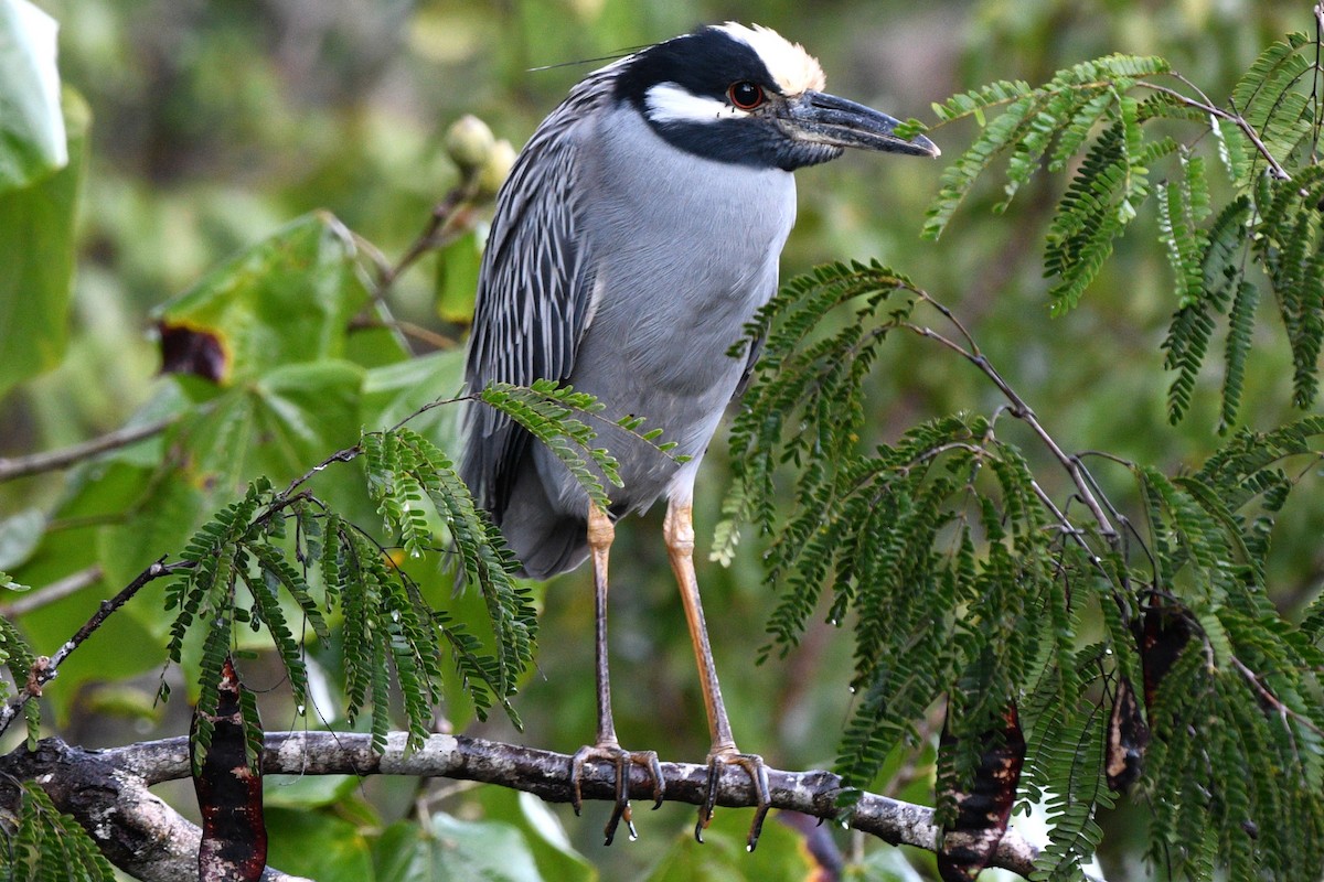 Yellow-crowned Night Heron - ML615120993