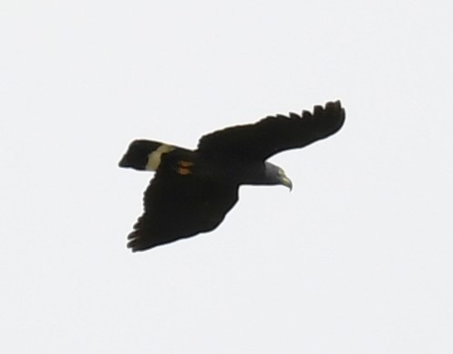 Hook-billed Kite - ML615120998