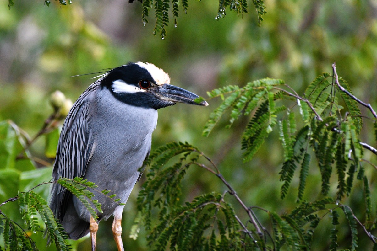 Yellow-crowned Night Heron - ML615120999