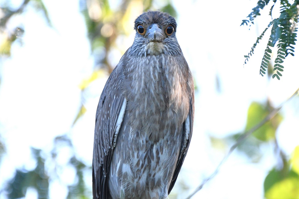 Yellow-crowned Night Heron - ML615121011