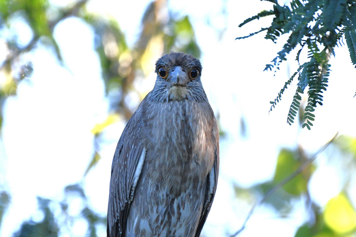 Yellow-crowned Night Heron - ML615121012