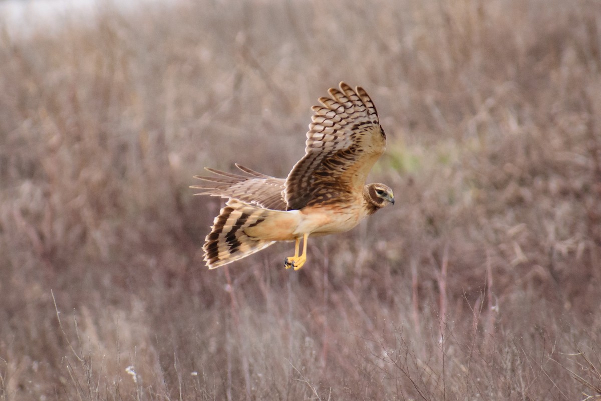 Northern Harrier - ML615121016