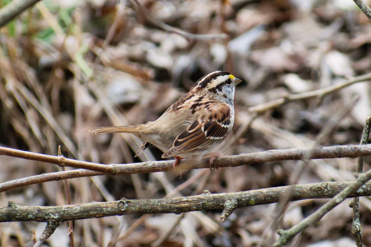 White-throated Sparrow - ML615121107