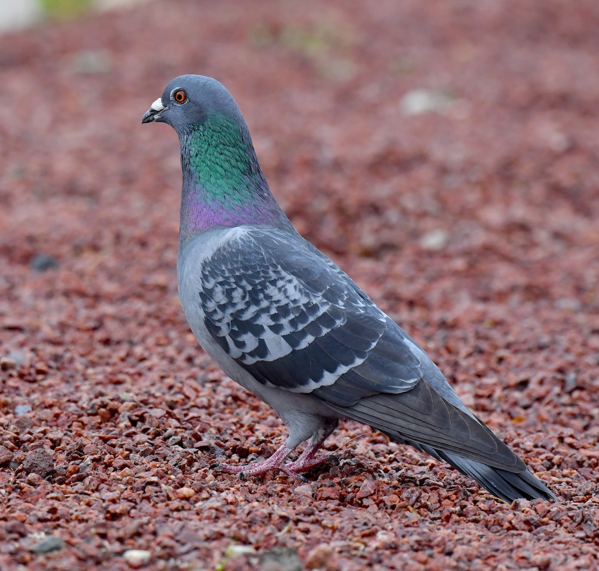 Rock Pigeon (Feral Pigeon) - Kristen Cart