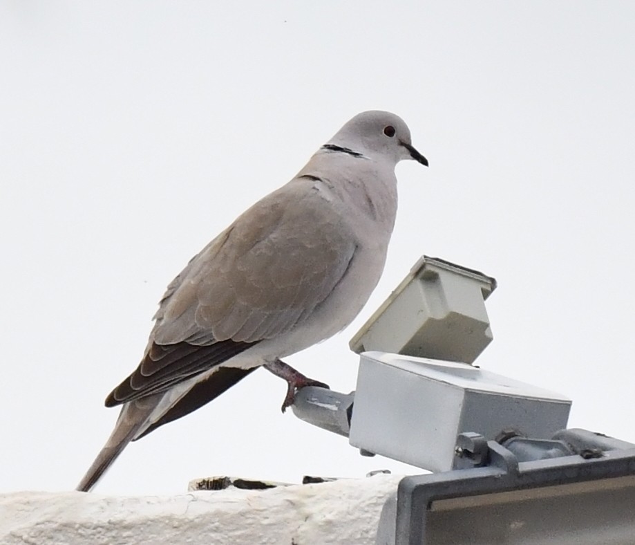 Eurasian Collared-Dove - ML615121154