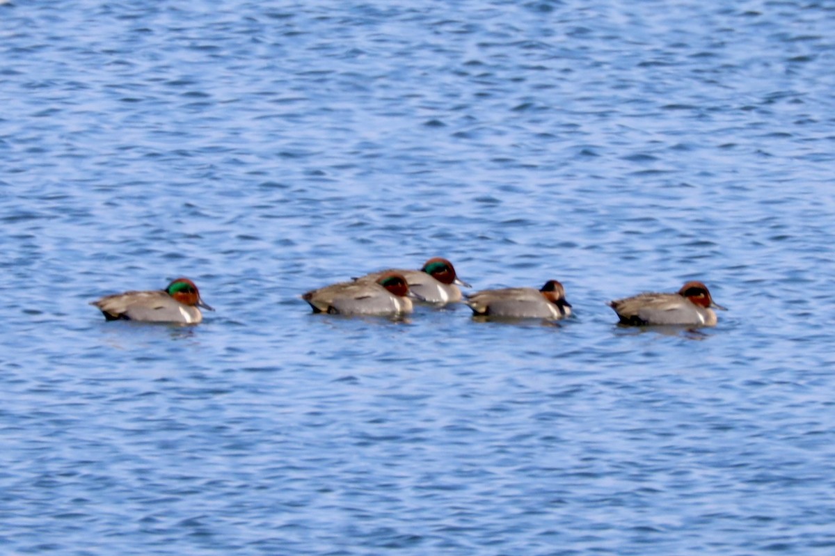 Green-winged Teal - ML615121156