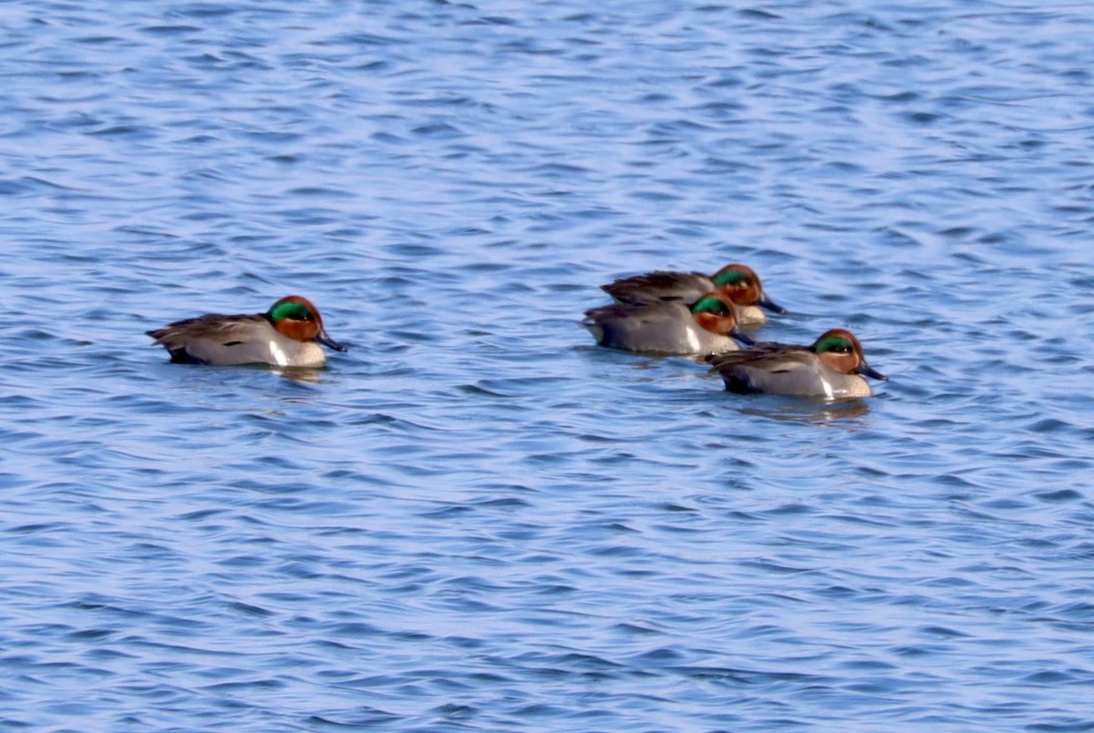 Green-winged Teal - ML615121157