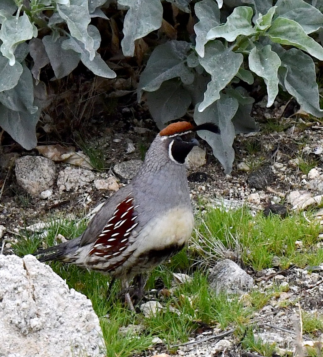 Gambel's Quail - ML615121166