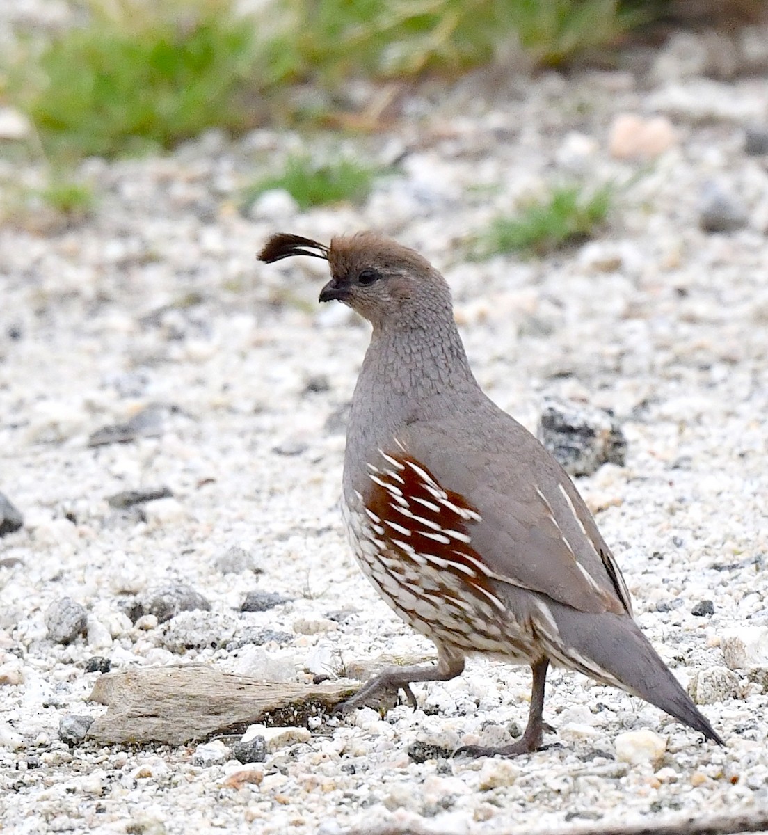 Gambel's Quail - ML615121167