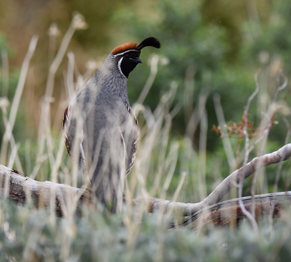 Gambel's Quail - ML615121172