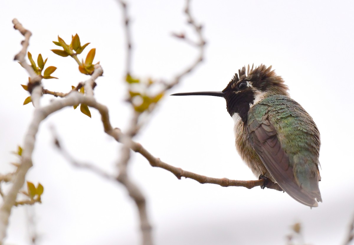 Costa's Hummingbird - Kristen Cart