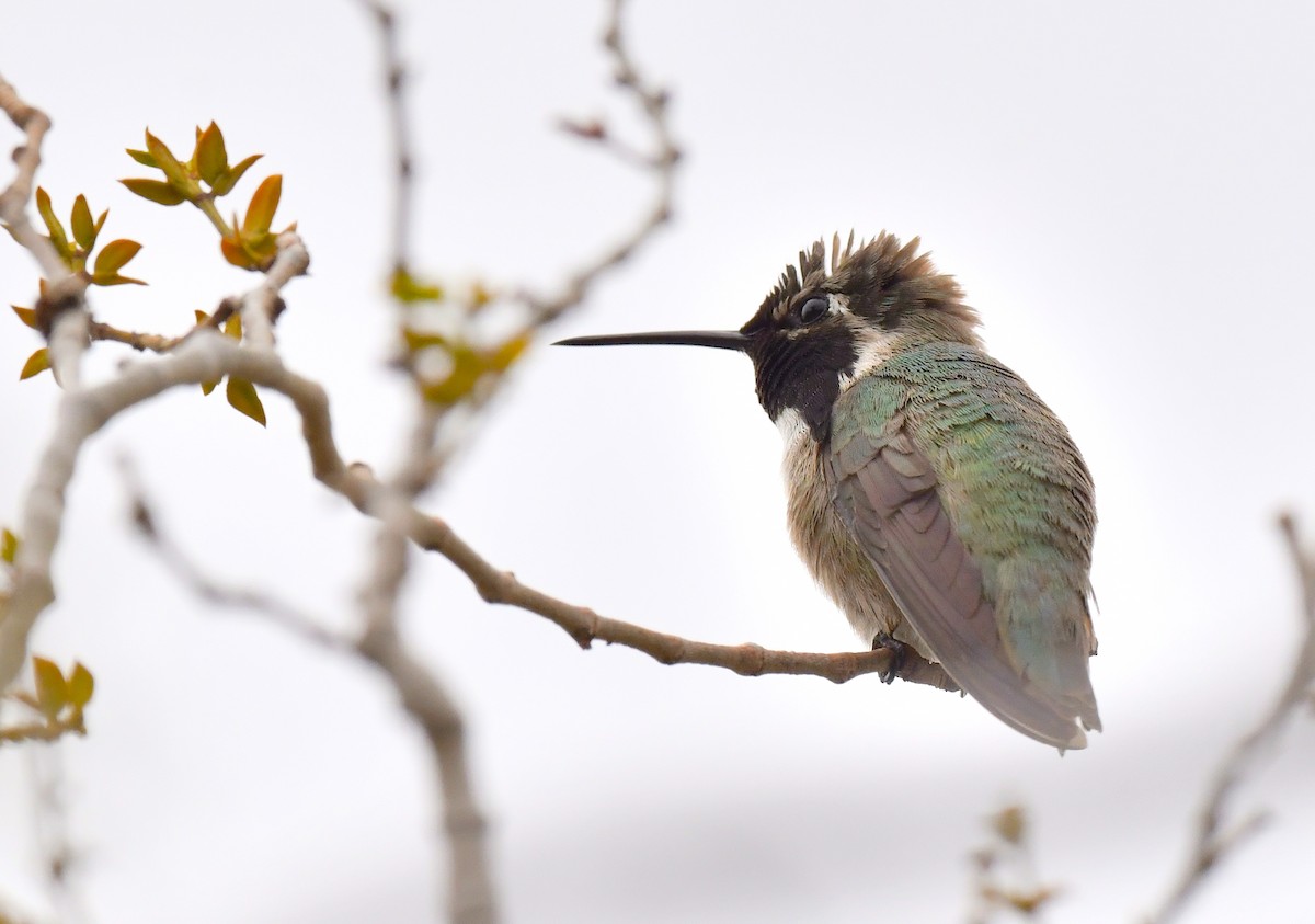 Costa's Hummingbird - Kristen Cart