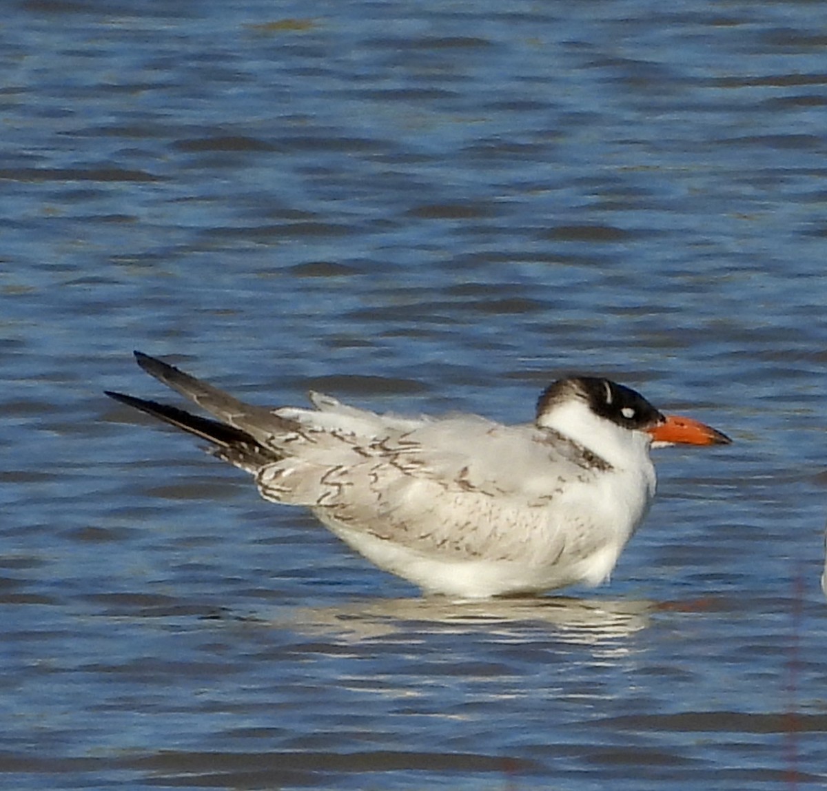 Caspian Tern - robert rogillio