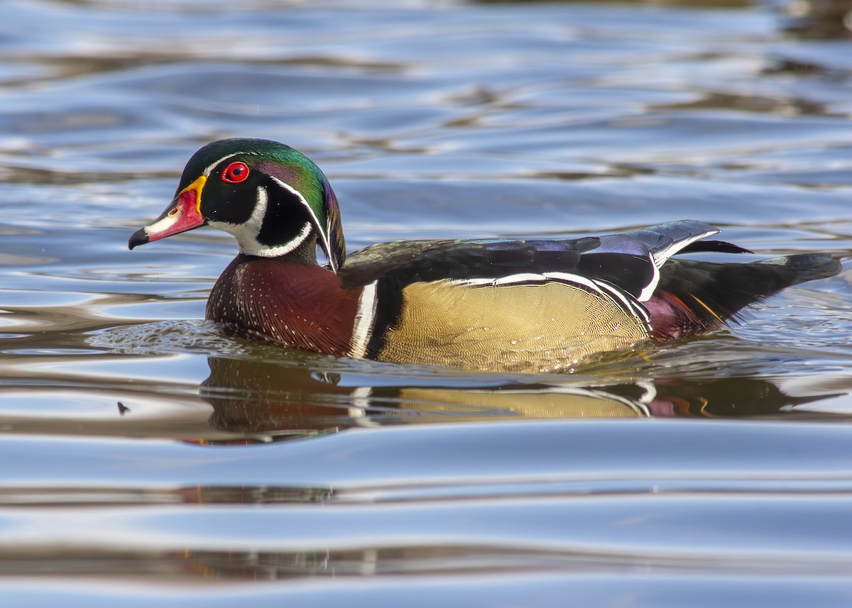 Wood Duck - ML615121224