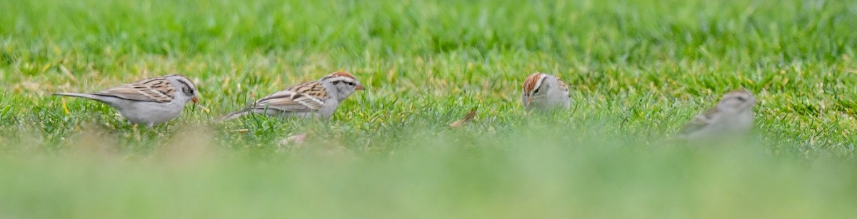 Chipping Sparrow - Kristen Cart