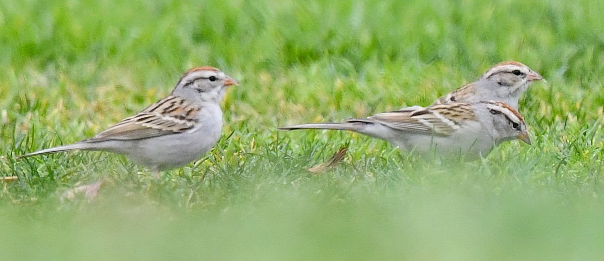 Chipping Sparrow - Kristen Cart